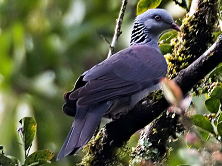 17- Kanchendzonga National Park